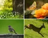 Italia Habitat (Flora e Fauna)