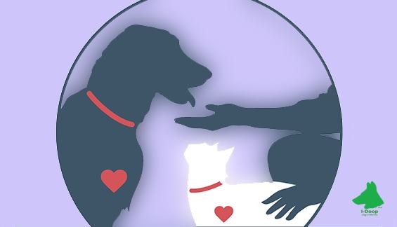 Condivisioni Web e Social